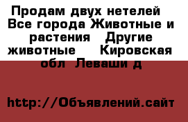 Продам двух нетелей - Все города Животные и растения » Другие животные   . Кировская обл.,Леваши д.